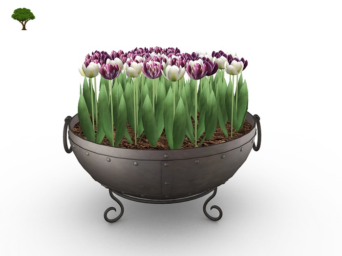 Spring Planter Tulips - PW