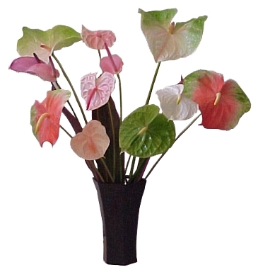 Exotic Flowers