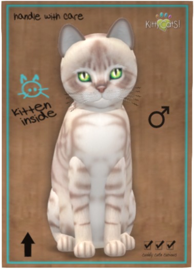 Australian Mist - Lilac Marble