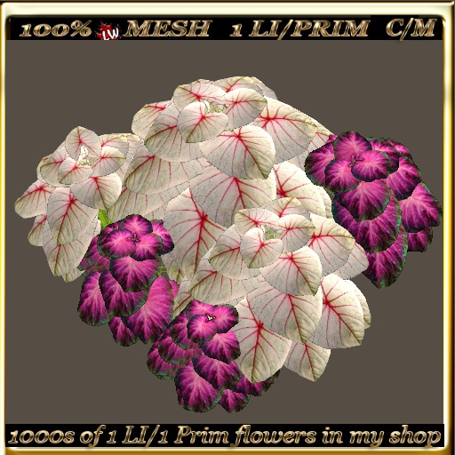 LW_ 2 Color Ground Caladiums 1