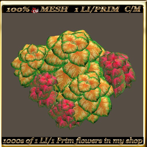 LW_ 2 Color Ground Caladiums 6