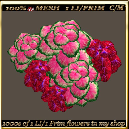 LW_ 2 Color Ground Caladiums 7