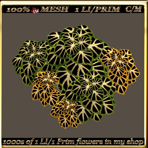 LW_ 2 Color Ground Caladiums 8