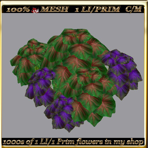 LW_ 2 Color Ground Caladiums 9