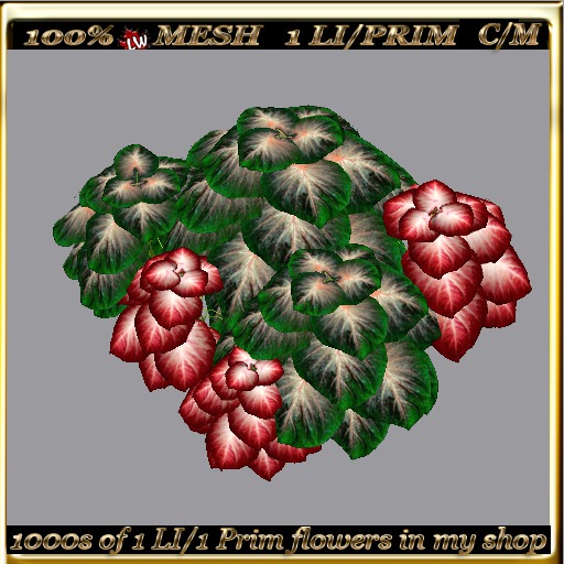 LW_ 2 Color Ground Caladiums 12