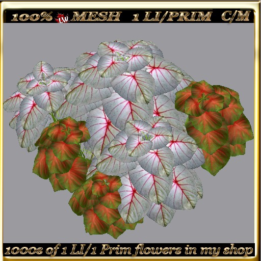 LW_ 2 Color Ground Caladiums 13