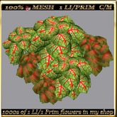 LW_ 2 Color Ground Caladiums 14