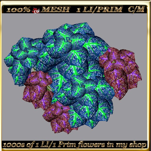 LW_ 2 Color Ground Caladiums 17