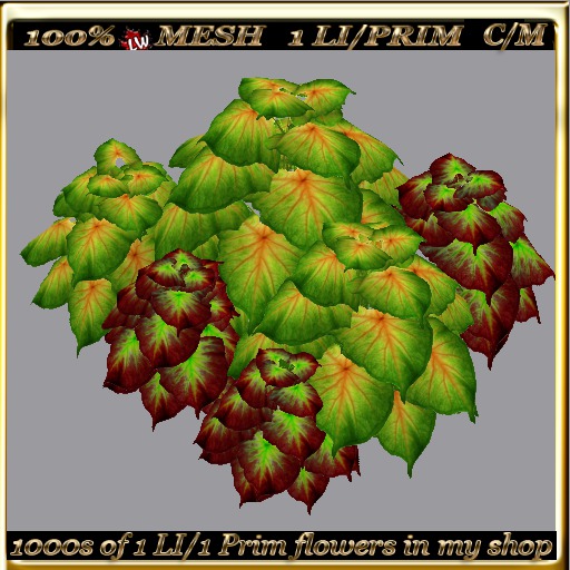 LW_ 2 Color Ground Caladiums 21