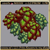 LW_ 2 Color Ground Caladiums 22