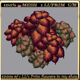 LW_ 2 Color Ground Caladiums 23