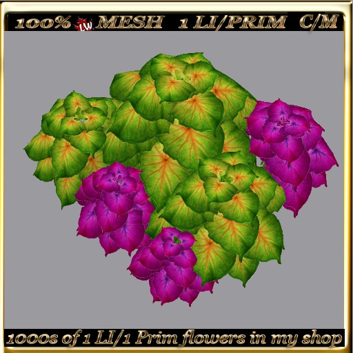 LW_ 2 Color Ground Caladiums 24