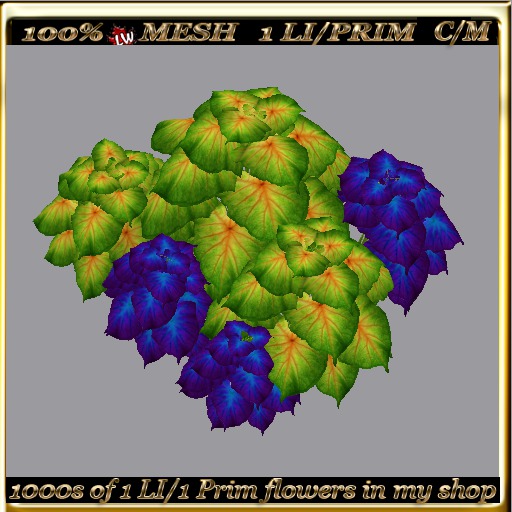 LW_ 2 Color Ground Caladiums 27