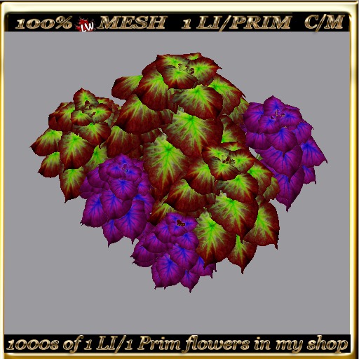 LW_ 2 Color Ground Caladiums 28