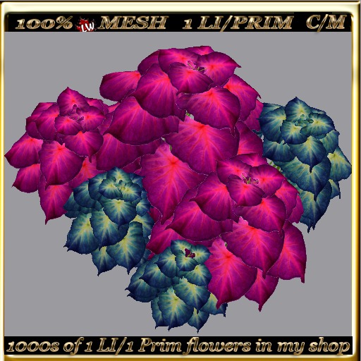 LW_ 2 Color Ground Caladiums 29