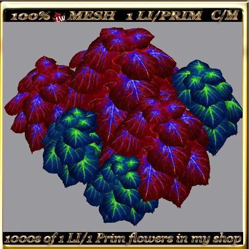 LW_ 2 Color Ground Caladiums 31