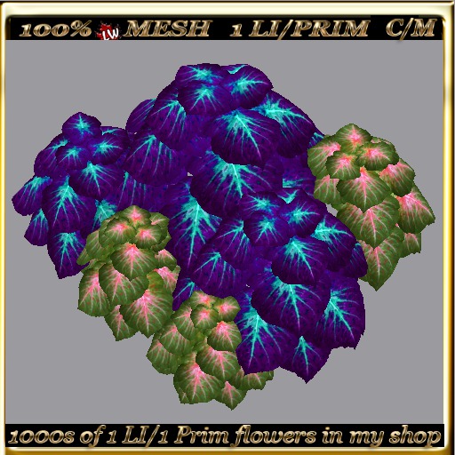 LW_ 2 Color Ground Caladiums 32