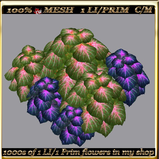 LW_ 2 Color Ground Caladiums 33