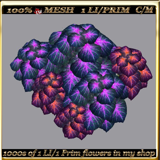 LW_ 2 Color Ground Caladiums 34