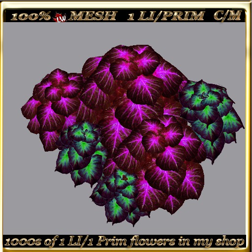 LW_ 2 Color Ground Caladiums 35