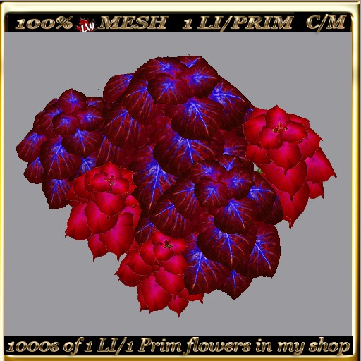 LW_ 2 Color Ground Caladiums 36