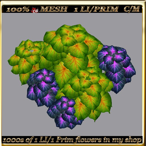 LW_ 2 Color Ground Caladiums 37