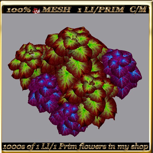 LW_ 2 Color Ground Caladiums 38