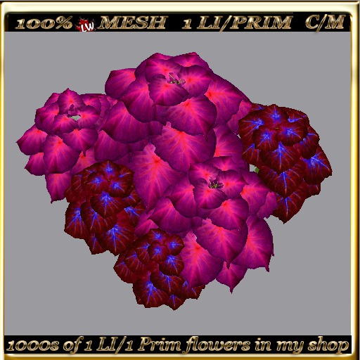 LW_ 2 Color Ground Caladiums 39