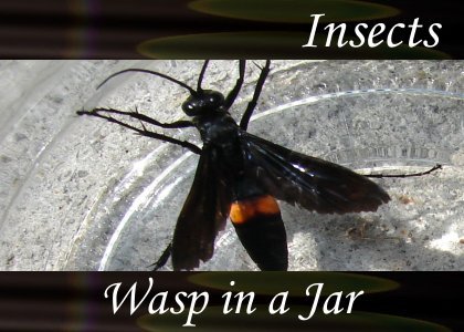 Atmo-Insects - Wasp in a Jar 0:30