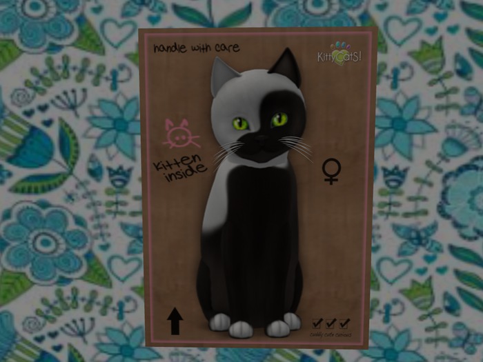 KittyCatS Box - New Born Kitten