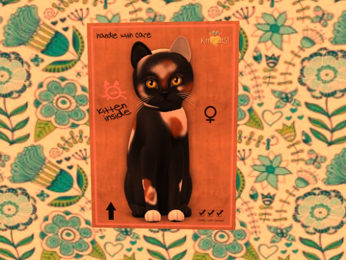 KittyCatS Box - New Born Kitten