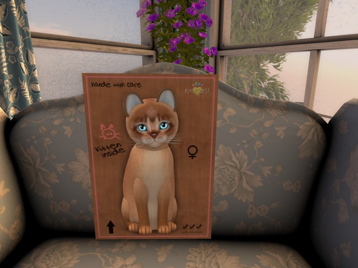 KittyCatS Box - New Born Kitten