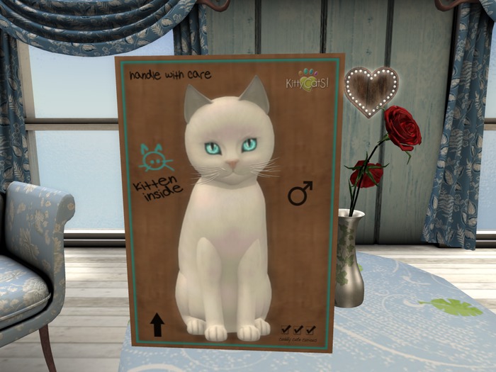 KittyCatS Box - New Born Kitten