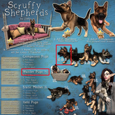 JIAN Scruffy Shepherds BOX 8. Wander Pup Red Black