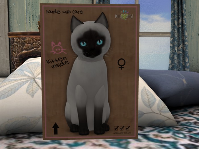 KittyCatS Box - New Born Kitten