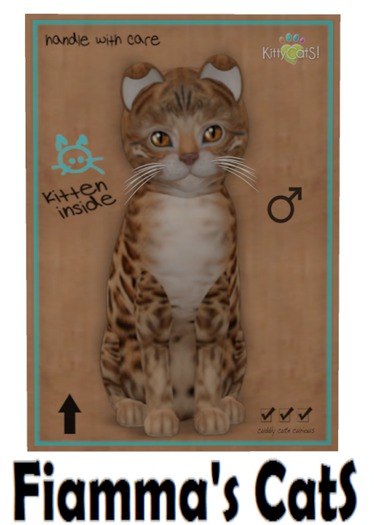 KittyCatS Box - Bengal - Sorell