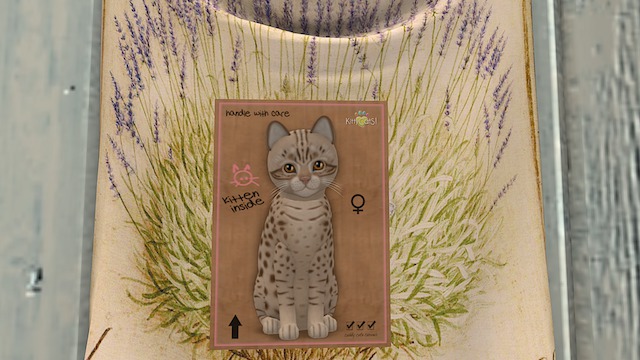 KittyCatS Box - New Born Kitten