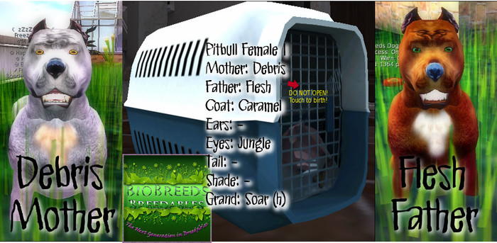 BB Pitbull Box