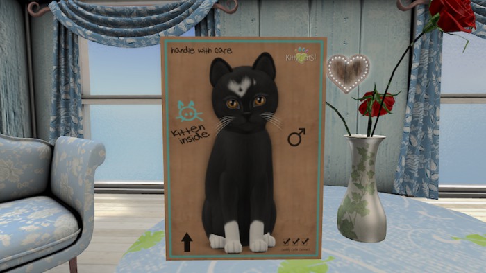 KittyCatS Box - New Born Kitten