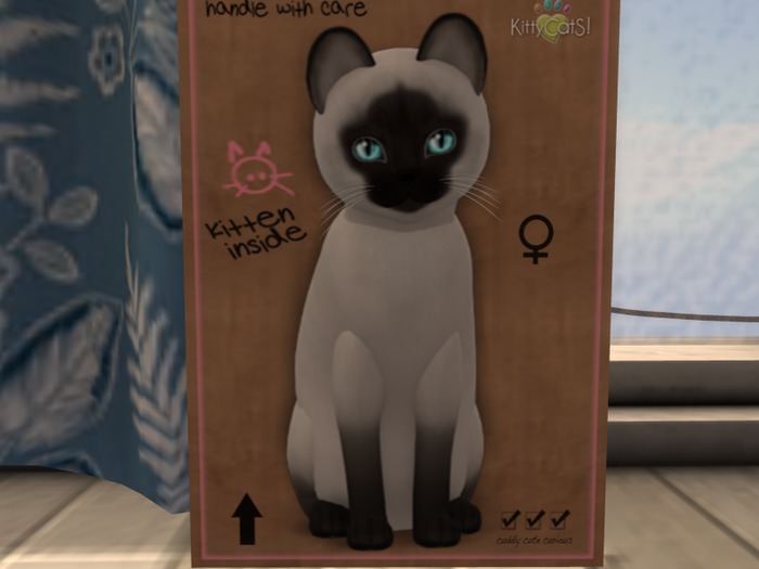 KittyCatS Box - New Born Kitten