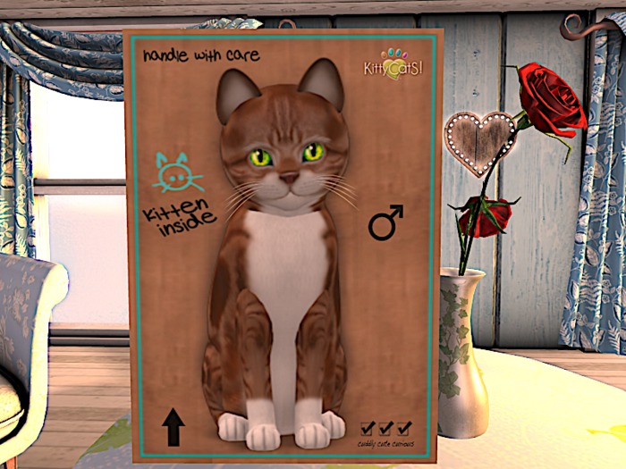 KittyCatS Box - New Born Kitten