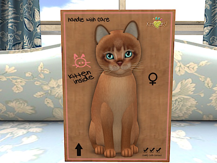 KittyCatS Box - New Born Kitten