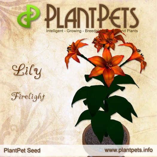 PlantPet Seed [Lily *Firelight*] RARE