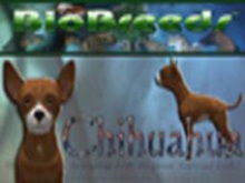 BioBreeds (BB) Dog FEMALE Chihuahua STARTER (Boxed)