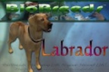 BioBreeds (BB) Dog MALE Labrador STARTER (Boxed)