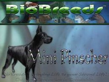 BioBreeds (BB) Dog MALE MinPin (Miniature Pinscher) STARTER (Boxed)