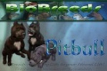 BioBreeds (BB) Dog FEMALE Pitbull STARTER (Boxed)