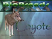 BioBreeds (BB) Wild Ones MALE Coyote STARTER (Boxed)