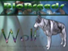 BioBreeds (BB) Wild Ones FEMALE Wolf STARTER (Boxed)