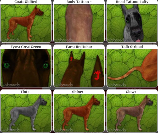 BB GD Box-♂Male OldRed